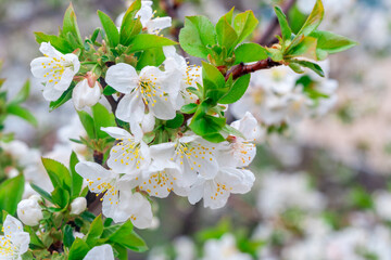 Blooming apple tree in spring time, Flowering Apple Tree