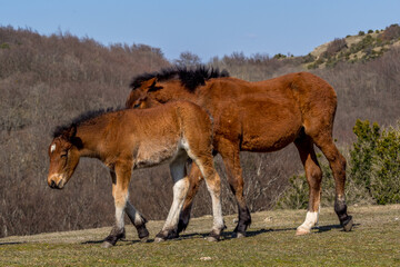 Mare and her foal in freedom in the mountains of Vercors, France