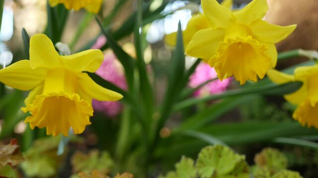 Yellow narcissus flower, California USA. Daffodil floret springtime bloom, morning forest atmosphere, delicate botanical floral blossom. Spring freshness, wildflower in wood. Seamless loop cinemagraph