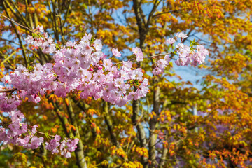 Blooming sakura branches on a background of blue sky