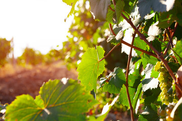 Branches of grapes plant on farm in morning sunlight