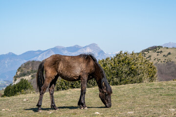  horse live in freedom on the heights of the Drôme provençale