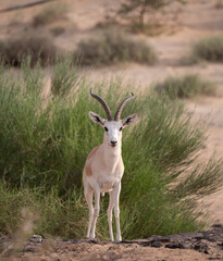 Arabian Sand Gazelle in natural habitat conservation area, Saudi Arabia  