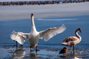 the swan spreads its wings on the shore of the lake under the bright sun