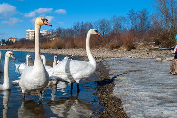 beautiful swans on the winter lake