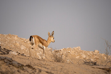 Arabian Reem Gazelle Fawn in natural habitat conservation area, Saudi Arabia  