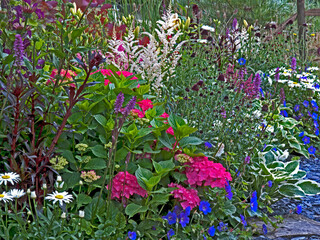 Fototapety  Kolorowa granica kwiatowa z Hydranger, Astilbie, Hosta i innymi mieszanymi nasadzeniami kwiatów