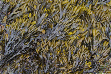 Thick layer of seweed, Blader Wrack, with lots of reproductive organs