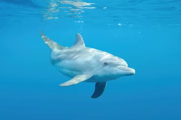 Küchenrückwand glas motiv dolphin swimming in the water © Globus 60