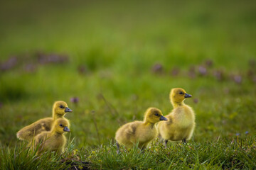 Gänseküken auf der Wiese als Close up