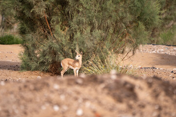 Arabian Reem Gazelle Fawn in natural habitat conservation area, Saudi Arabia  