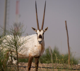 Arabian Oryx in captive natural habitat conservation program in Saudi Arabia
