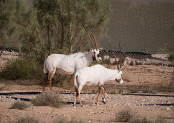 Arabian Oryx in captive natural habitat conservation program in Saudi Arabia