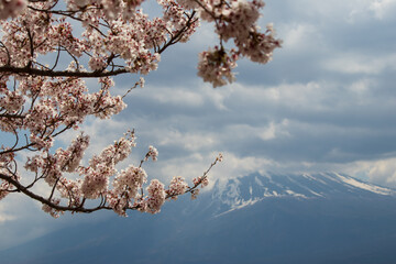春の桜の花。背景に見える富士山。河口湖にて