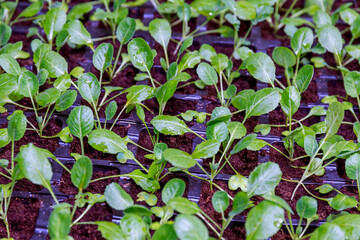 Young plants of white cabbage before planting in the spring in the ground