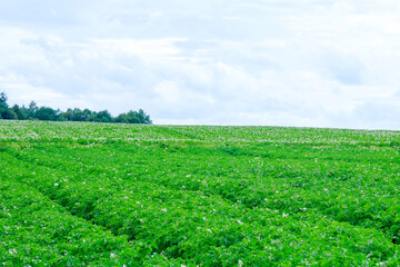 Fototapeta na wymiar Growing potatoes in a large field. Flowering potato plants. Agricultural land.