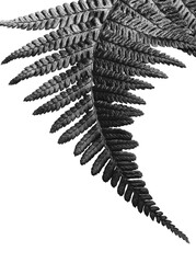 close up of a curling monochrome fern leaf on a white background