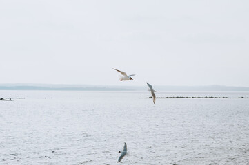 Fototapeta na wymiar A flock of beautiful seagulls fly, soar over the sea, ocean.