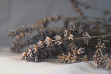 Lavender on white cotton texture background