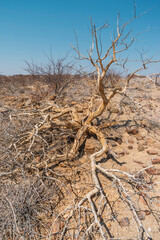 dead tree in desert