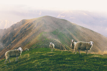 Obraz premium Herd of sheeps grazing in spectacular scenery foggy autumn mountains. Mammal domestic animal stands tall for the camera in misty rural setting. Ecotourism, sustainable animal husbandry. Copy space