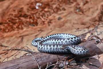 blue european viper, striped venomous dangerous snake nature wild