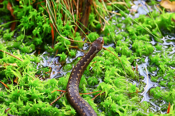 snake viper in the swamp, reptile in the wild, poisonous dangerous animal, wildlife