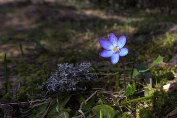 liverleaf (Hepatica nobilis) with blue bloom in sunlight
