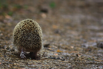 animal wild in nature hedgehog in the forest, european hedgehog runs