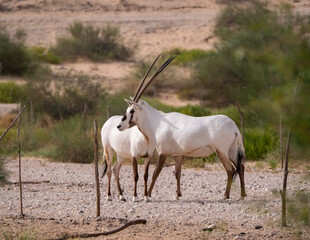 Arabian Oryx in captive natural habitat conservation program in Saudi Arabia