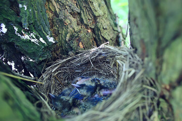 blackbird nest with little chicks, nature spring forest