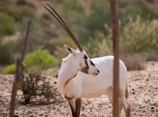 Arabian Oryx in captive natural habitat conservation program in Saudi Arabia