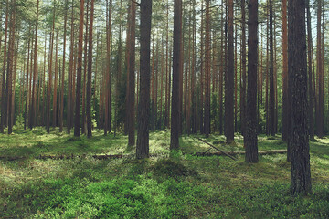 Fototapeta premium spring forest landscape, abstract fresh, seasonal nature view, green trees sun rays morning