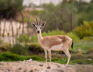 Naklejka na ściany i meble Arabian Sand Gazelle in natural habitat conservation area, Saudi Arabia 