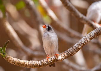 Female Zebra Finch tropical bird in the Eastern Province of Saudi Arabia