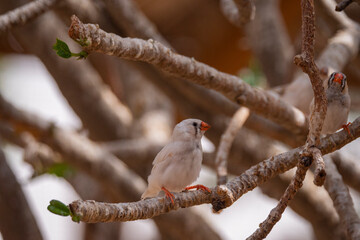Female Zebra Finch tropical bird in the Eastern Province of Saudi Arabia