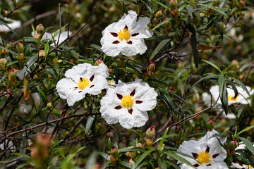 White rock-rose flowers with crimson markings. Cistus ladanifer is a  flowering plant in the family Cistaceae. Common names include gum rockrose, labdanum, common gum cistus, and brown-eyed rockrose