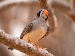 Black cheek Zebra Finch tropical bird in the Eastern Province of Saudi Arabia