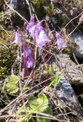 Oil painting illustration of snowbell flower (Soldanella alpina). also known as blue moonwort