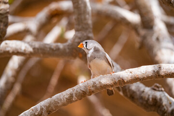 Female Zebra Finch tropical bird in the Eastern Province of Saudi Arabia
