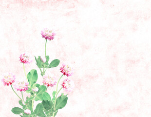 Horizontal background with wild red clover (Trifolium pratense) flowers