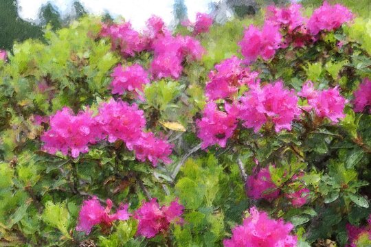 Oil painting illustration of alpine rose rhododendron