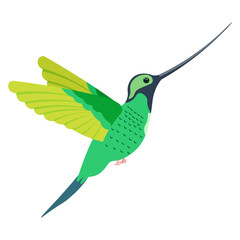 A bright multicolored hummingbird, a bird painted in several colors green gray light green. Vector illustration isolated on white background.