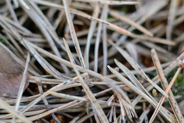 Pine needle texture