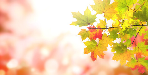 Maple leaves on sunny beautiful nature autumn background