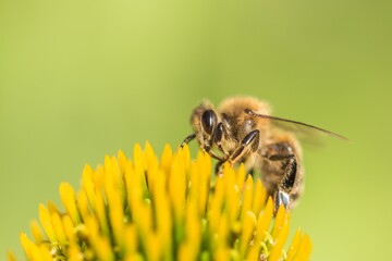Beautiful honey bee closeup on flower gather nectar and pollen. Animal sitting for pollination. Important insect for environment ecology ecosystem. Awareness of nature climate change sustainability