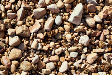 Stones and shells on the beach. Sunny summer day