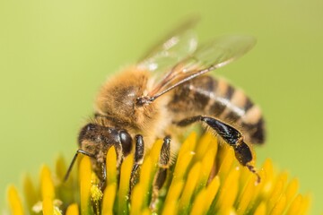 Beautiful honey bee closeup on flower gather nectar and pollen. Animal sitting for pollination. Important insect for environment ecology ecosystem. Awareness of nature climate change sustainability