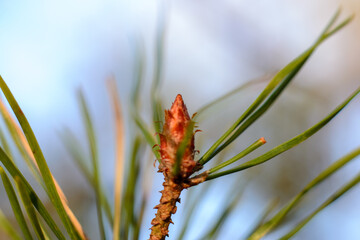 Close up of tiny pine cone