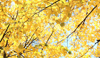 Linden leaves on sunny beautiful nature autumn background